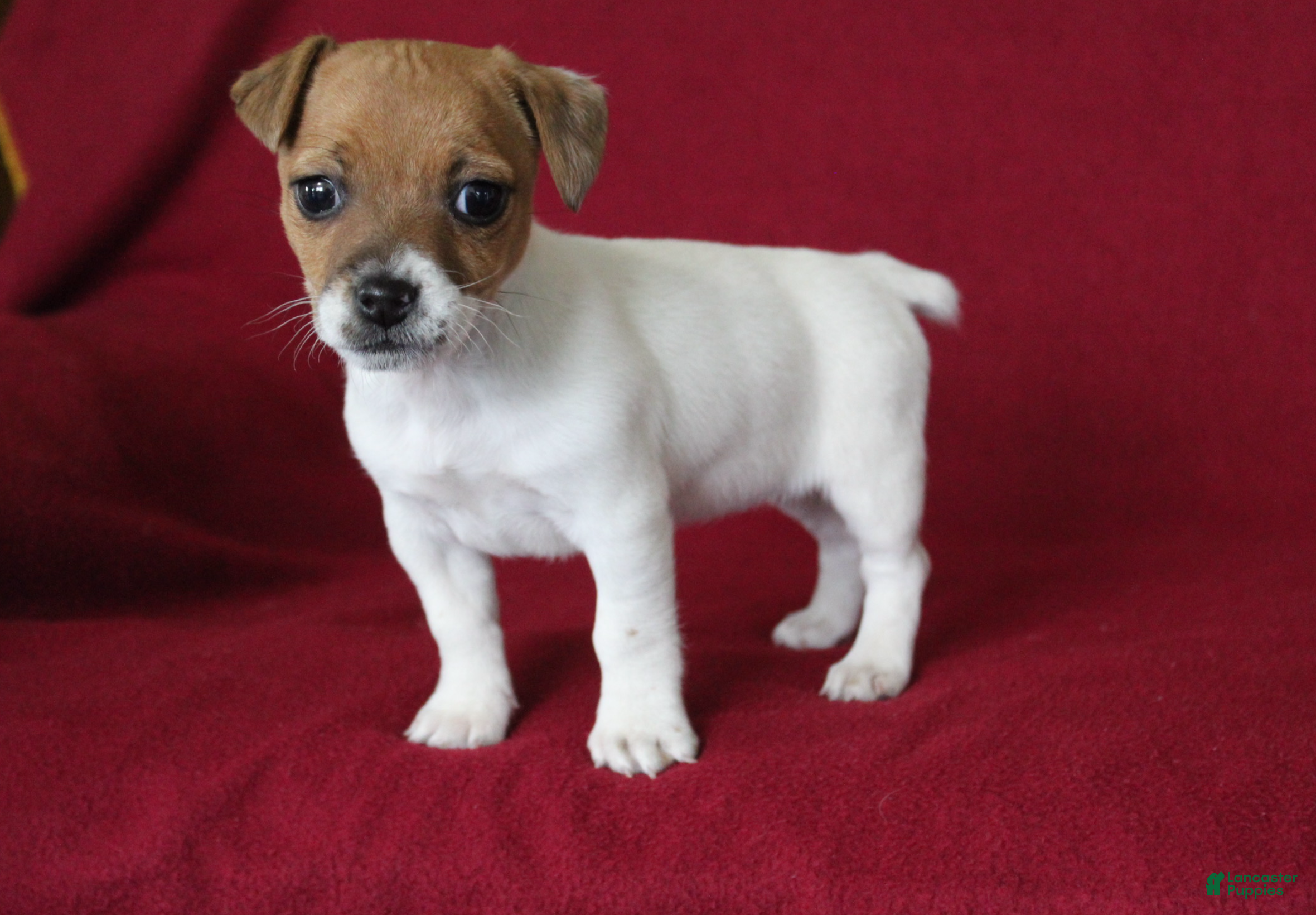Jack Russell Terrier dogs Jack Russell Terrier Puppy 1 - Ad 20
