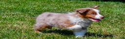 Miniature Australian Shepherd dogs for sale: Noah - Ad 14