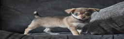 Chihuahua dogs for sale: Chihuahua Puppy 2 - Ad 6