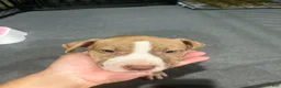 American Pit Bull Terrier dogs for sale: Button (UKC and ADBA) - Ad 2
