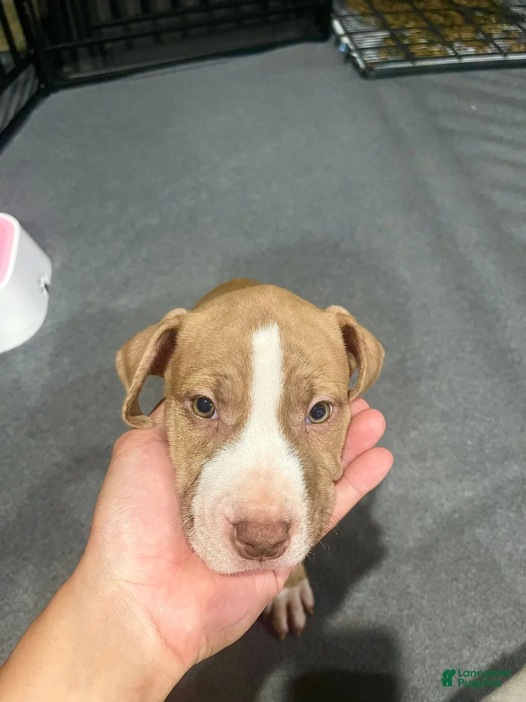 American Pit Bull Terrier dogs for sale: Button (UKC and ADBA) - Ad 2