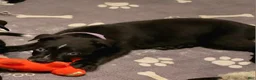 Mixed Breed dogs for sale: Rue - Ad 1
