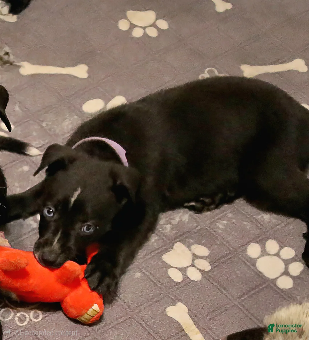 Mixed Breed dogs for sale: Rue - Ad 1