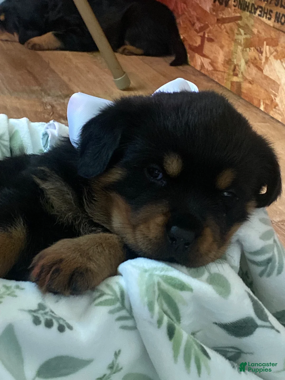 Rottweiler dogs for sale: Rottweiler Puppy 1 - Ad 1