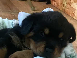 Rottweiler dogs for sale: Rottweiler Puppy 1 - Ad 3