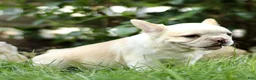 French Bulldog dogs for sale: Beau  - Ad 3