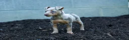 Miniature Pinscher dogs for sale: MOLLY - Ad 8
