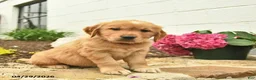 Golden Retriever dogs for sale: Clover  - Ad 3