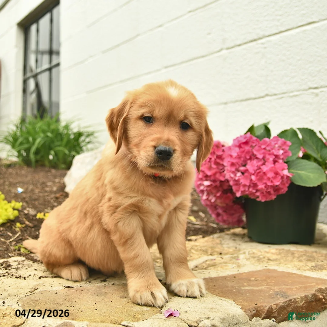 Golden Retriever dogs for sale: Clover  - Ad 3