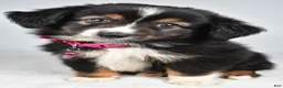 Miniature Australian Shepherd dogs for sale: Vanessa - Ad 9