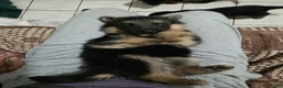 German Shepherd dogs for sale: Bella 🐾 - Ad 6