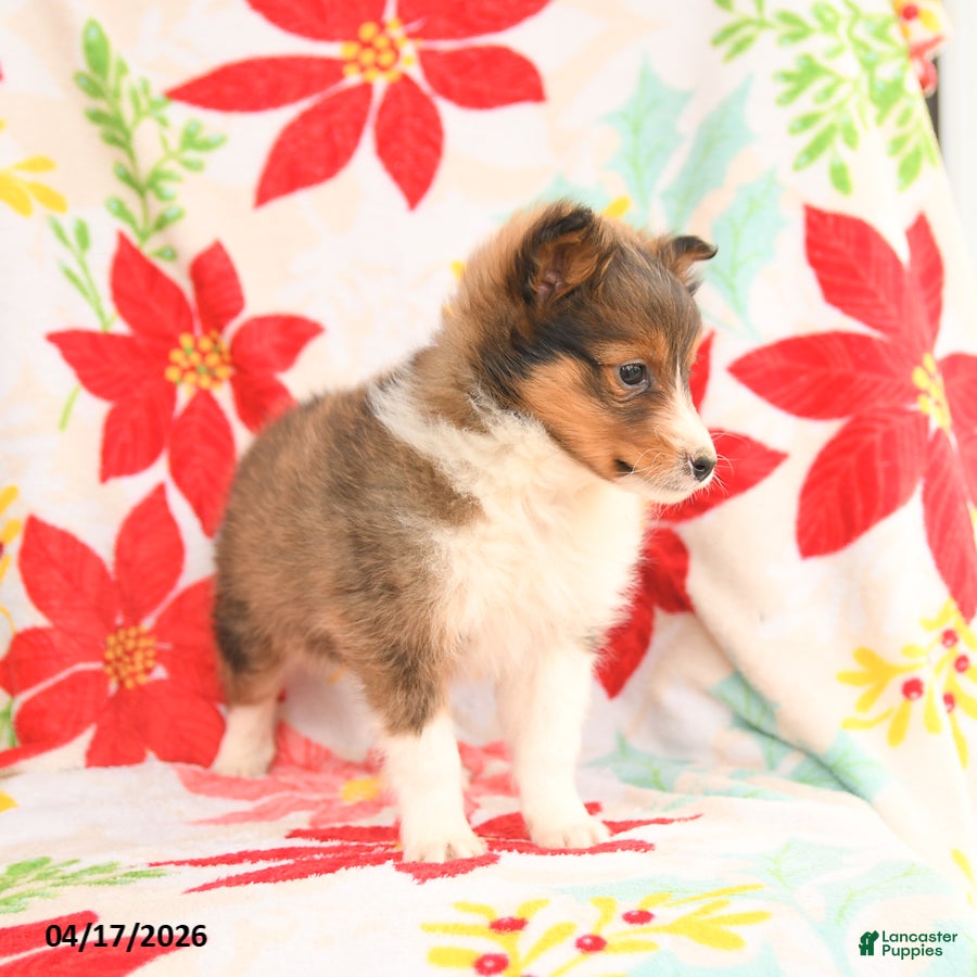 Shetland Sheepdog dogs Lucky - Ad 2