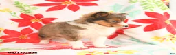 Shetland Sheepdog dogs for sale: Lucky - Ad 2