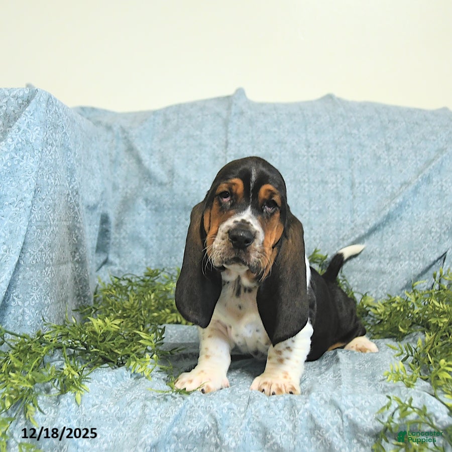 Basset Hound dogs Pete - Ad 1