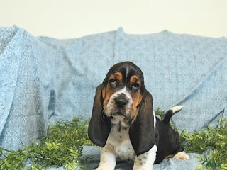 Basset Hound dogs Pete - Ad 1