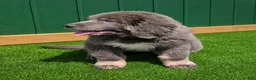 Tibetan Mastiff dogs for sale: Tibetan Mastiff 5 - Ad 1