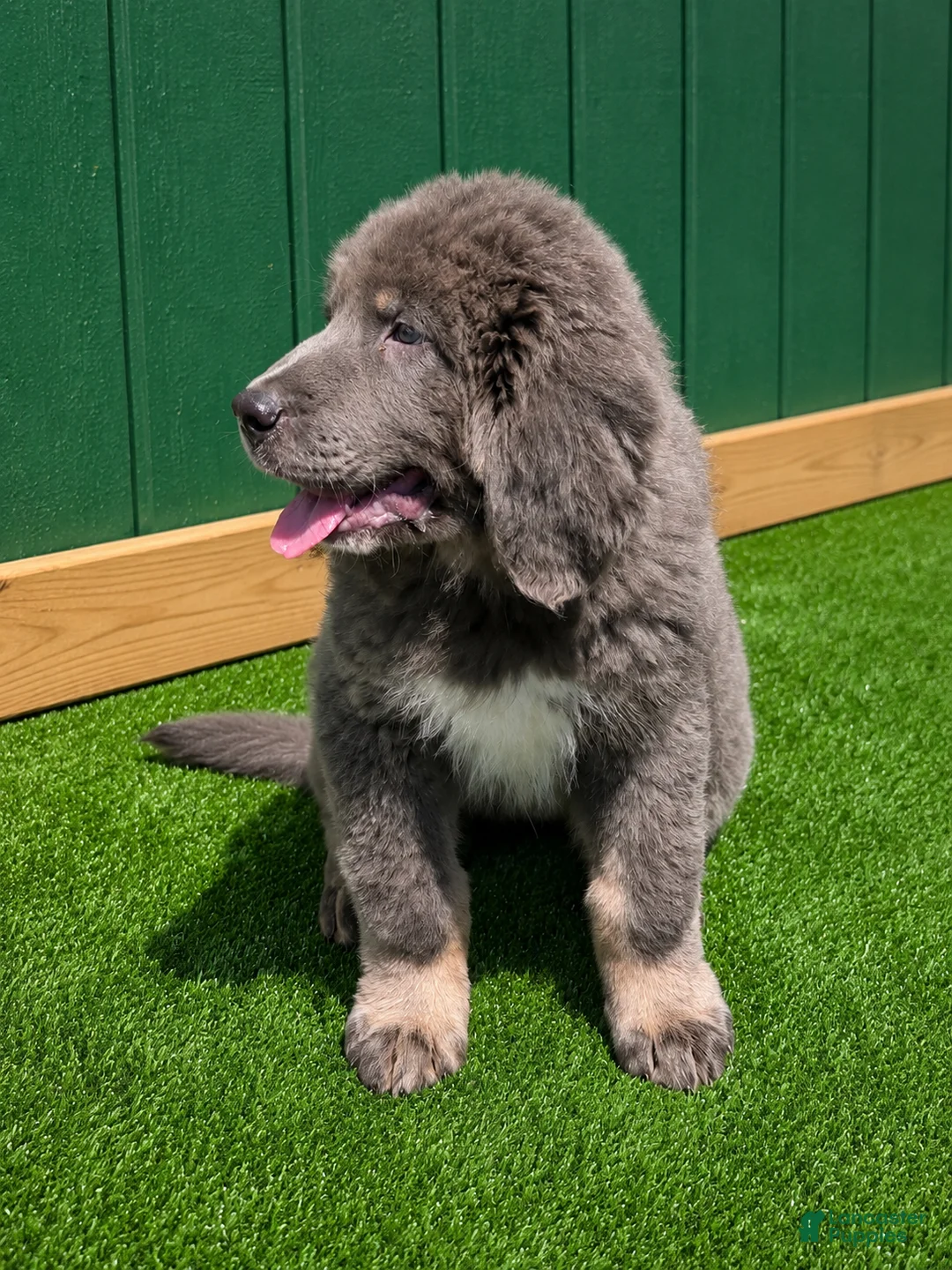 Tibetan Mastiff dogs for sale: Tibetan Mastiff 5 - Ad 1