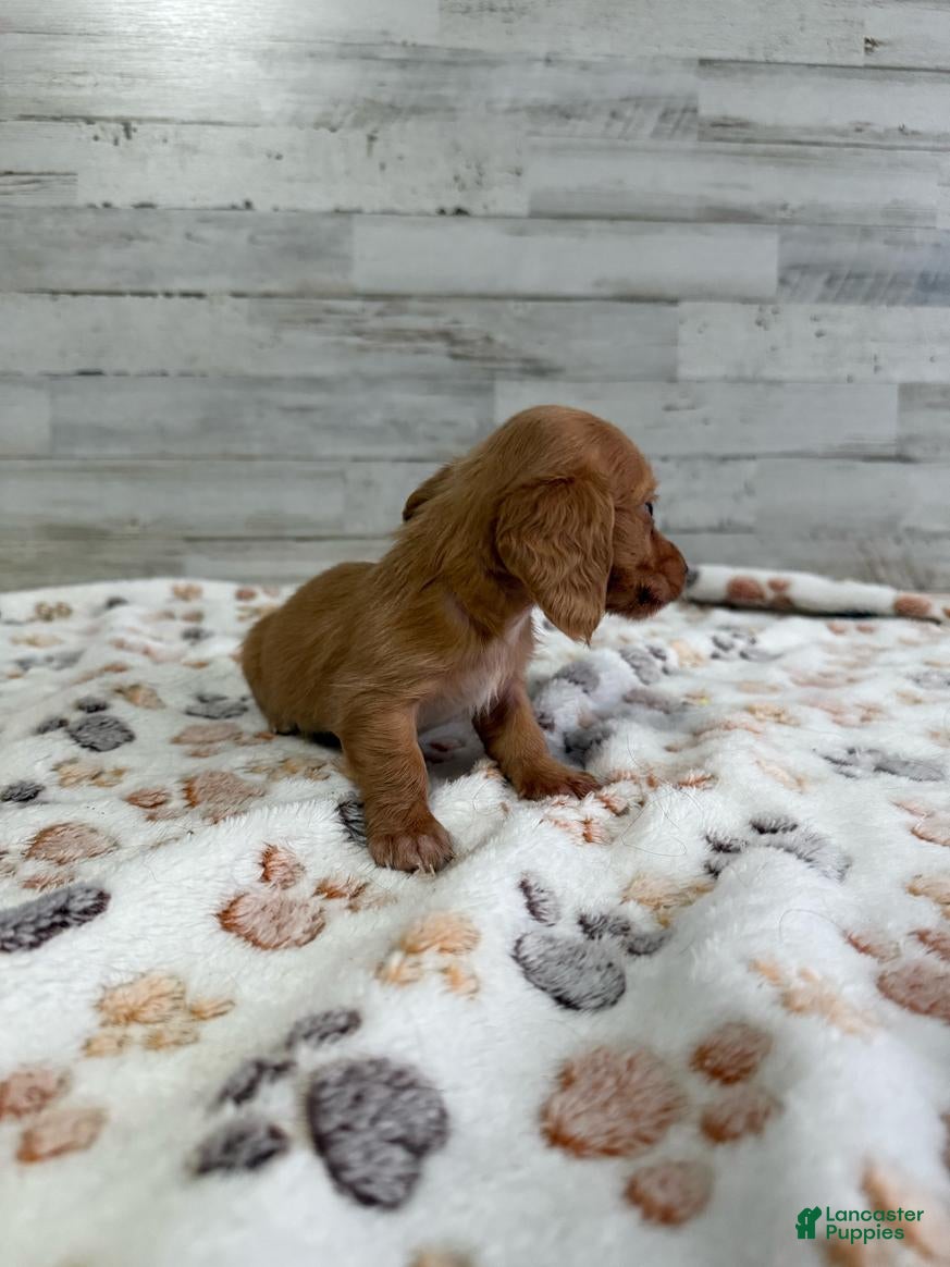 Dachshund dogs Honey - Ad 6