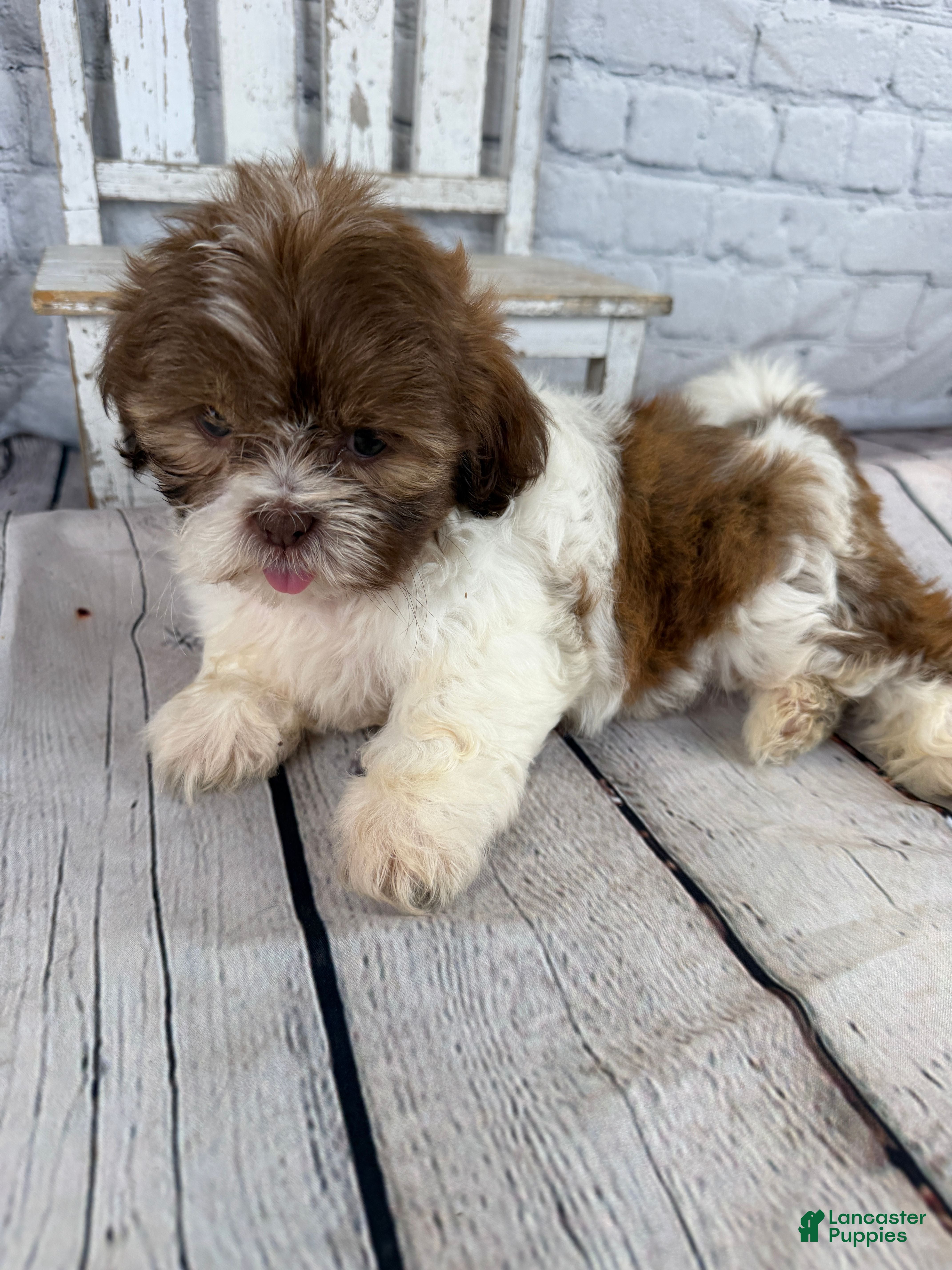 Shih Tzu dogs Chip - Ad 2