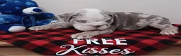 English Bulldog dogs for sale: Levi - Ad 1