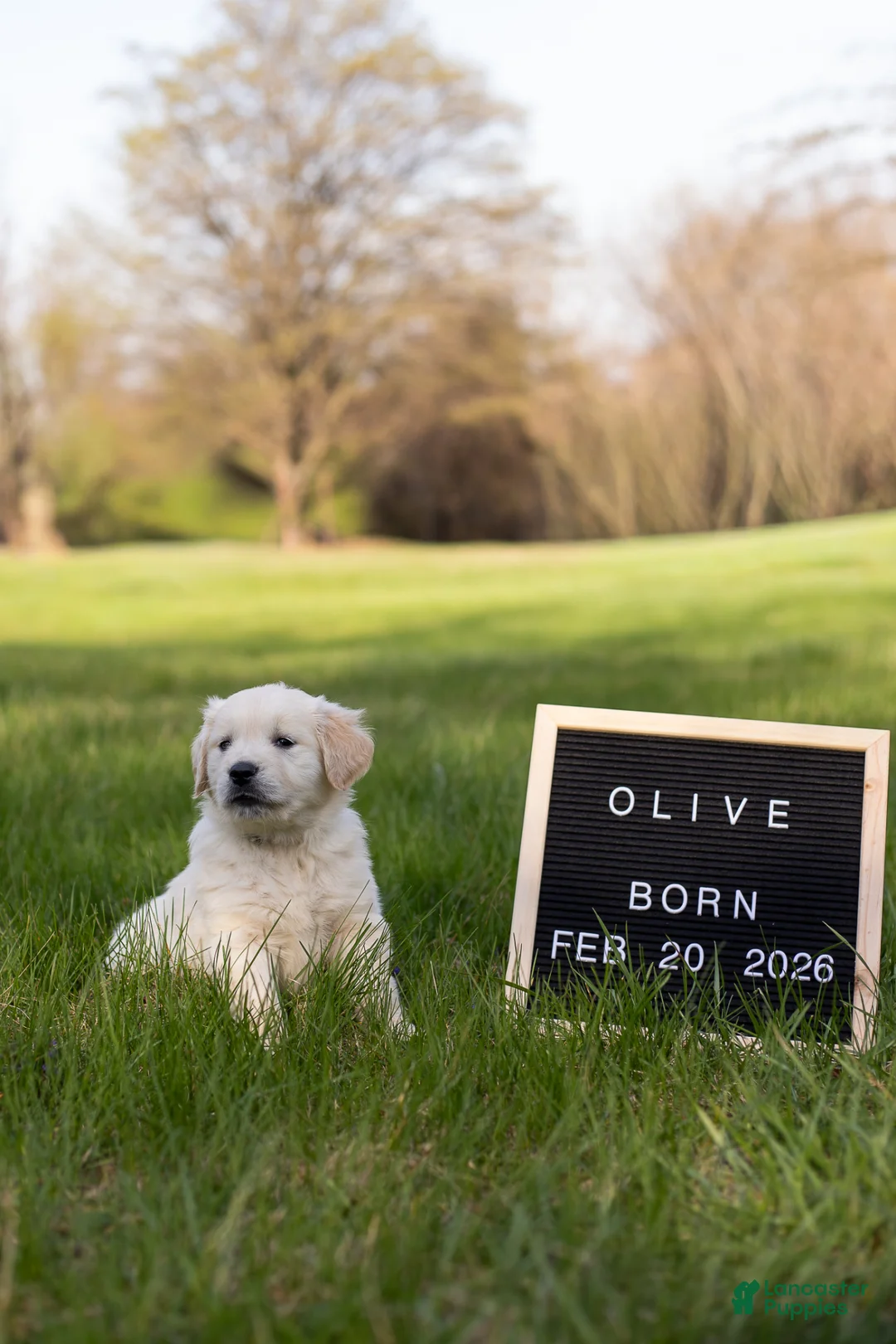 Golden Retriever dogs for sale: Olive - Ad 1