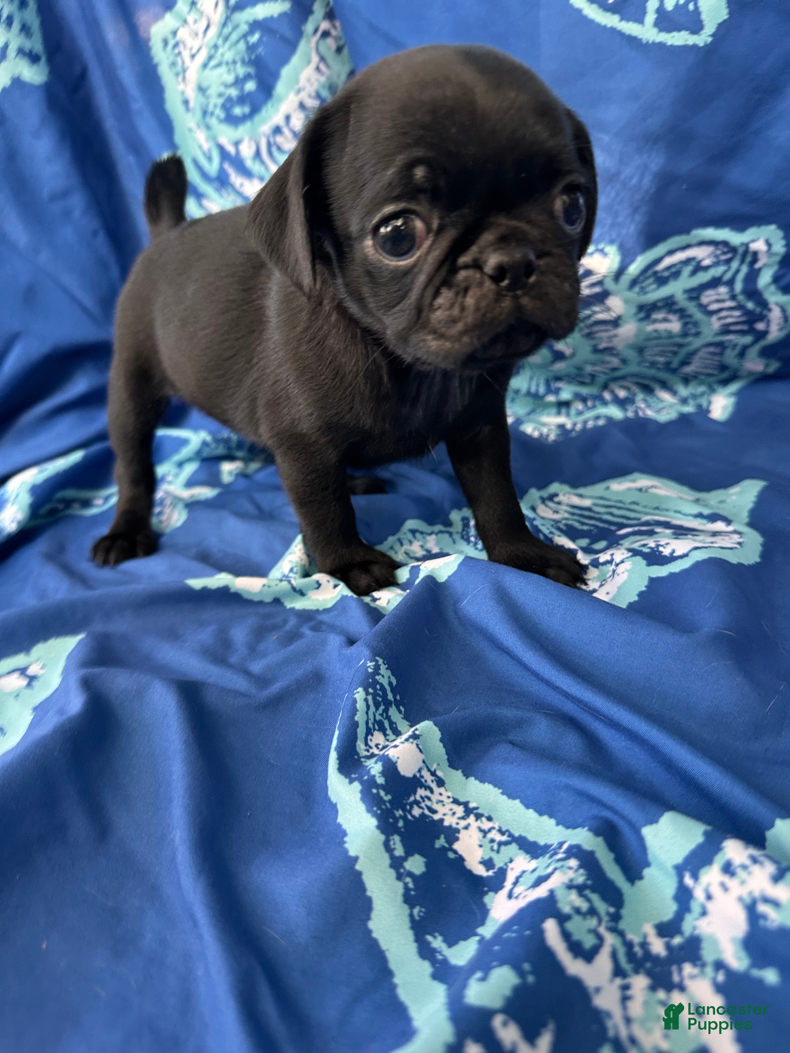 Pug dogs Max - Ad 5