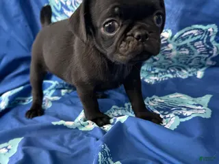 Pug dogs Max - Ad 32