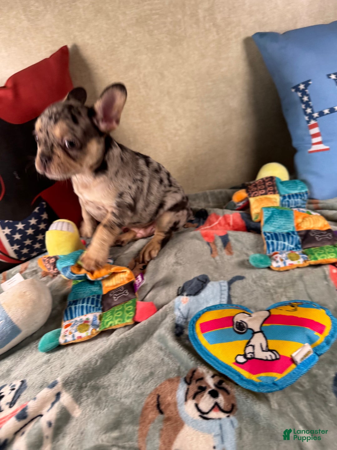 French Bulldog dogs for sale: French Bulldog Puppy 2 - Ad 3