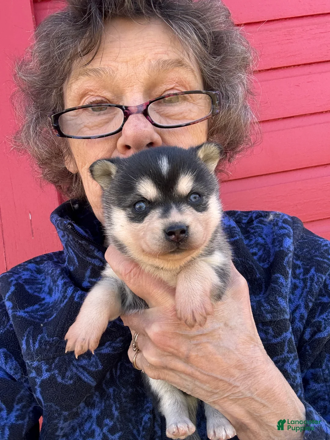 Alaskan Klee Kai dogs for sale: Lisa - Ad 1
