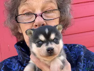 Alaskan Klee Kai dogs Lisa - Ad 9