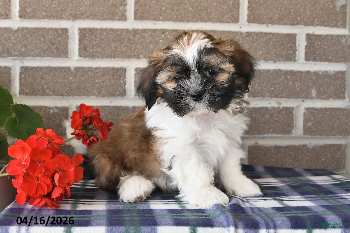 Shih Tzu dogs Trent - Ad 1