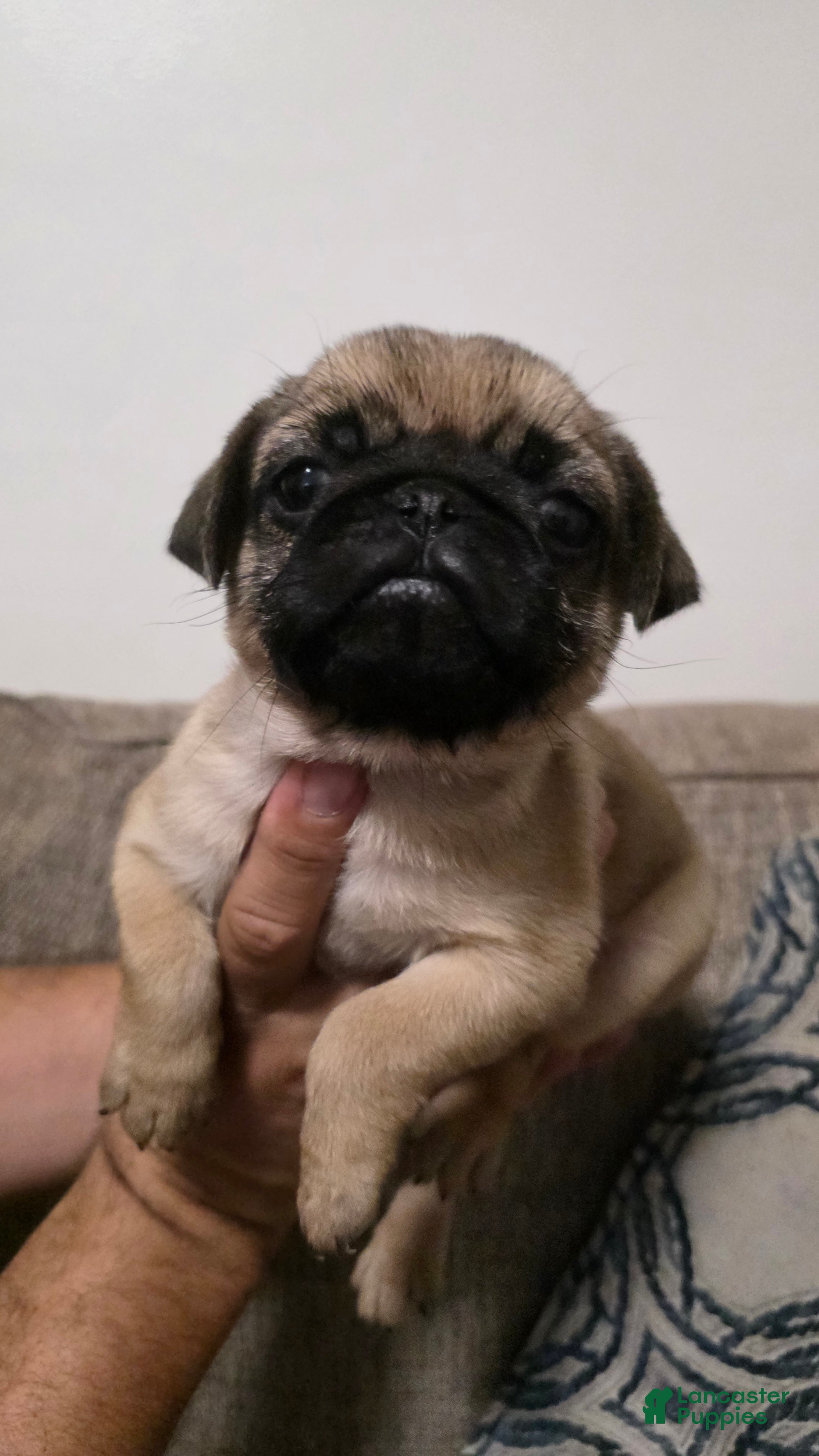 Pug dogs Pug 5 - Ad 1