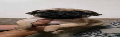Pug 5