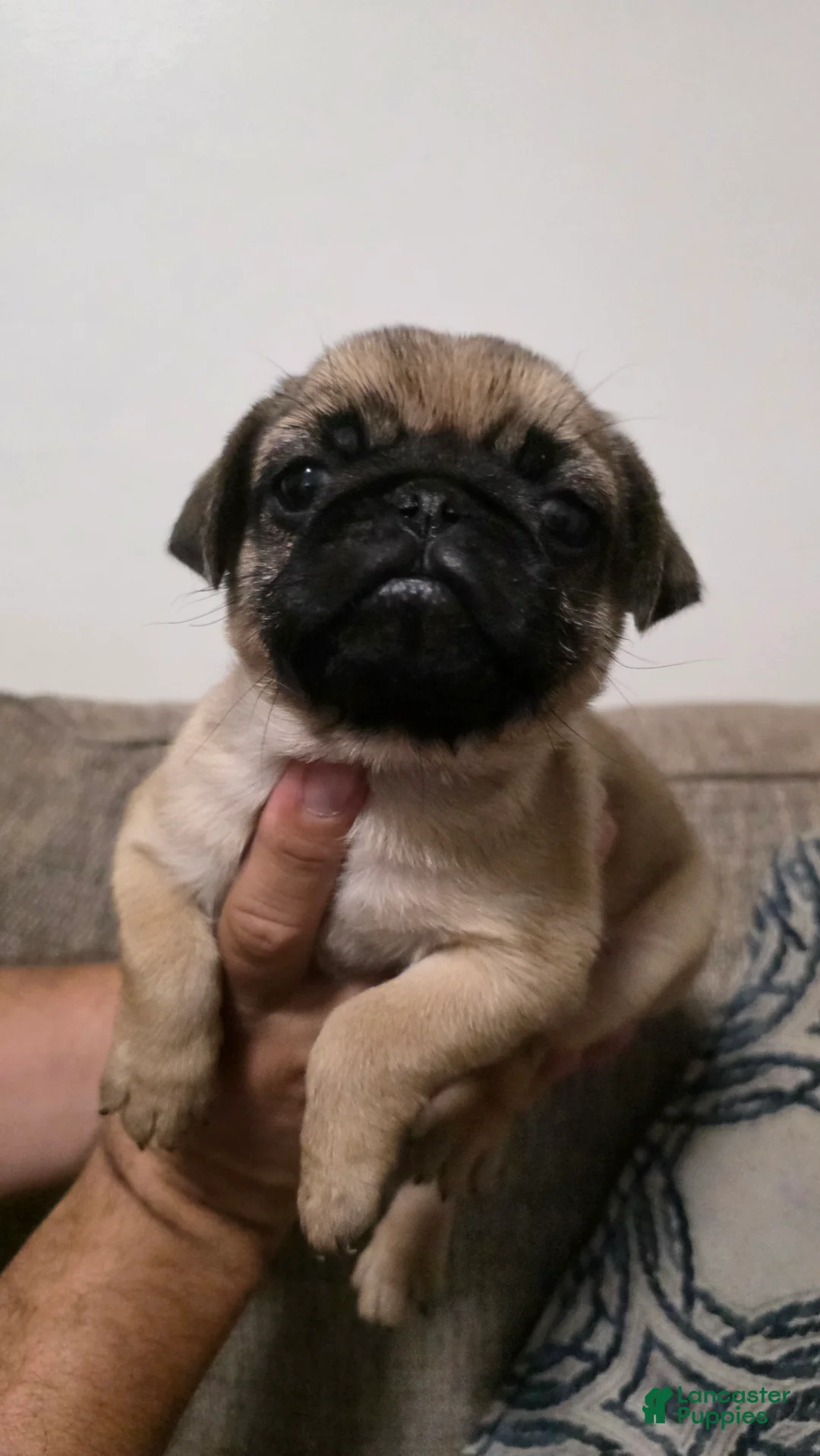 Pug dogs for sale: Pug 5 - Ad 1