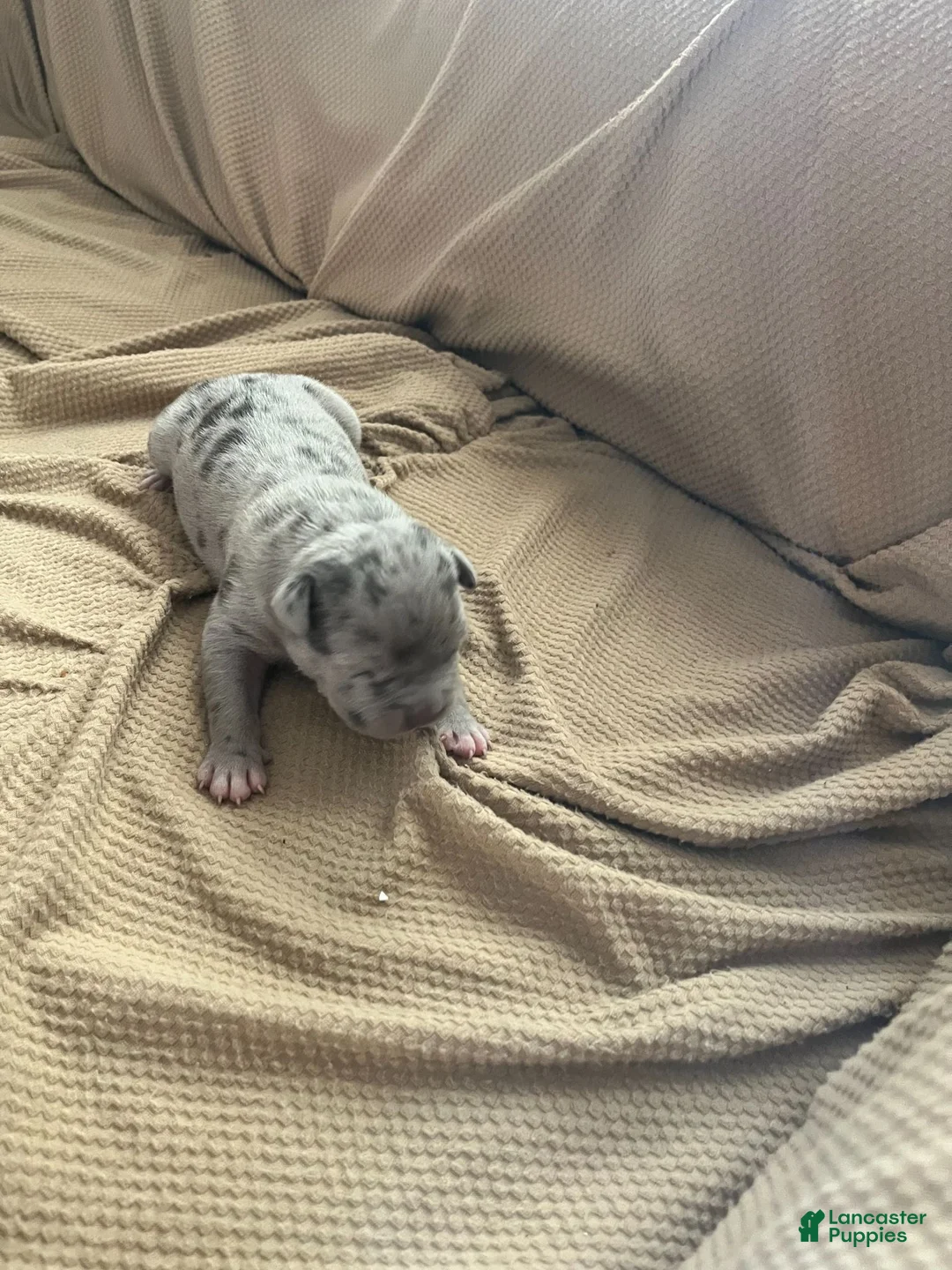 American Bully dogs for sale: American Bully 2 - Ad 1