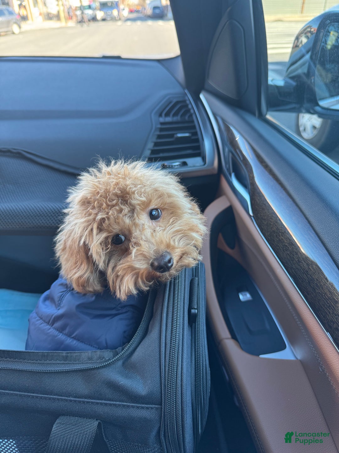 Toy Poodle dogs for sale: Toy Poodle Puppy 1 - Ad 3