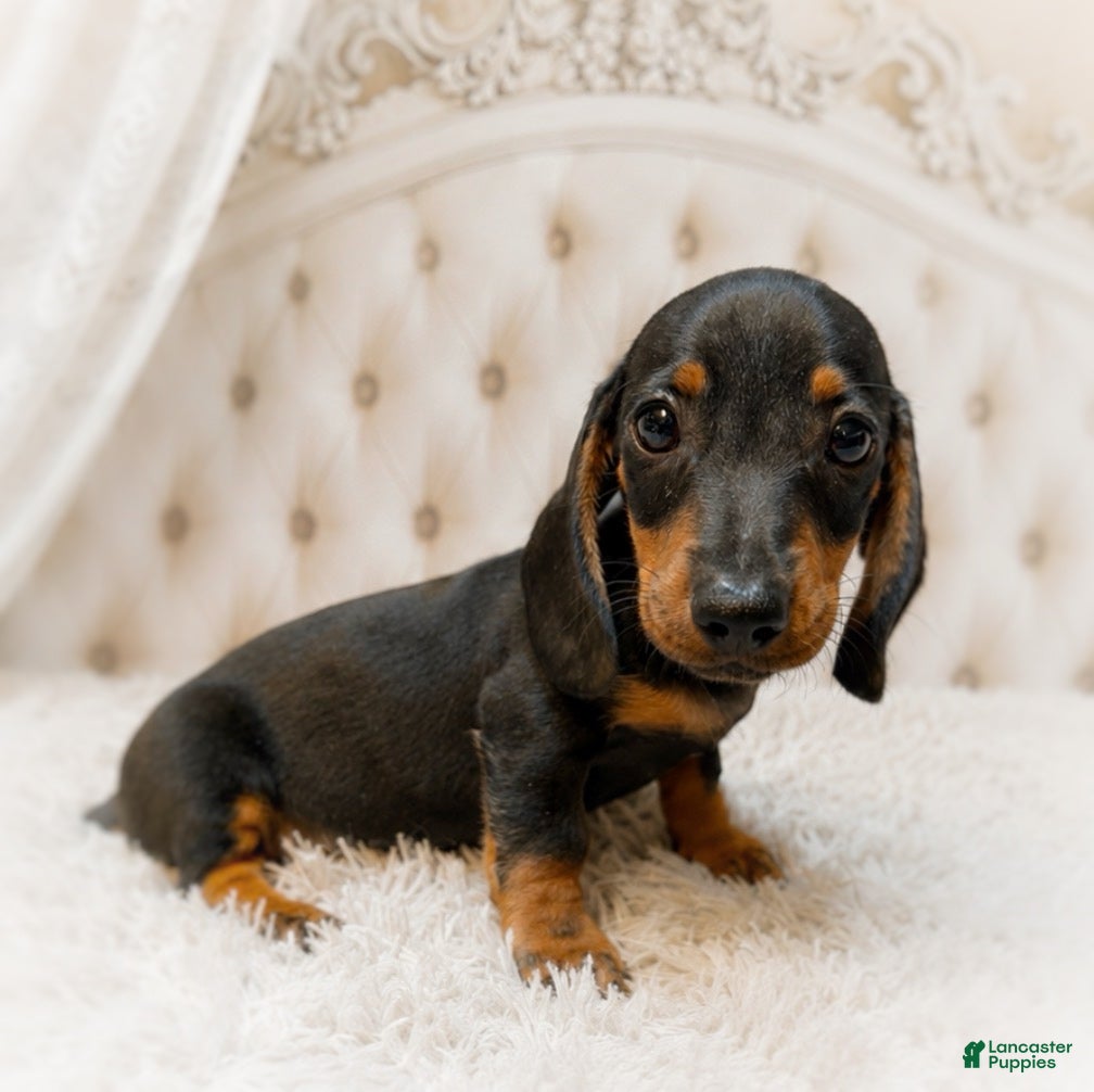 Miniature Dachshund dogs Lorenzo   1.10lbs on 6/30 - Ad 2