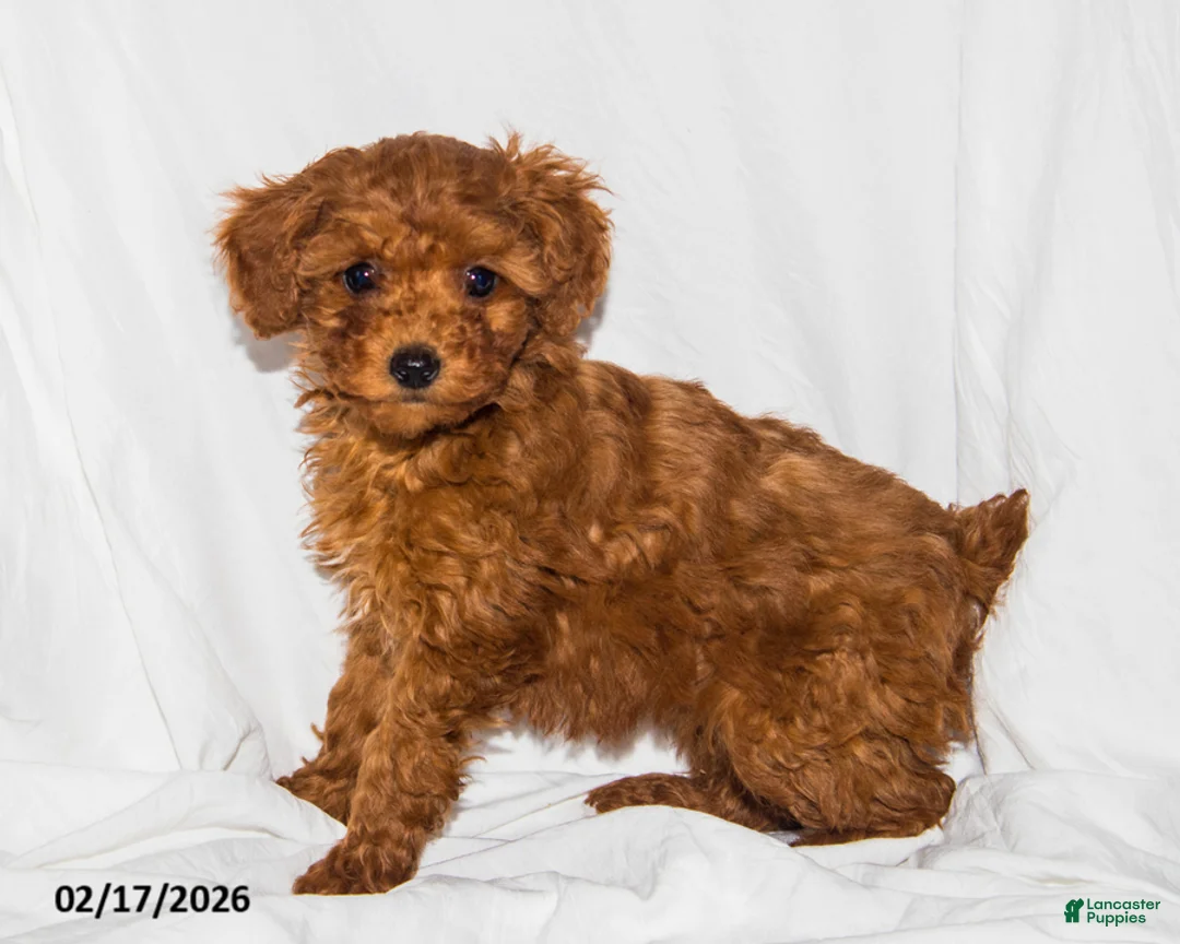 Toy Poodle dogs for sale: Sheila - Ad 3