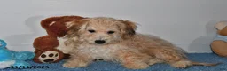 Bichpoo dogs for sale: Buster Brown - Ad 16