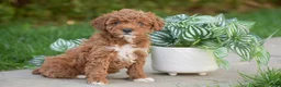 Miniature Poodle dogs for sale: Gianna - Ad 1