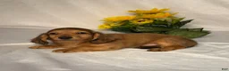 Miniature Dachshund dogs for sale: Hudson - Ad 5