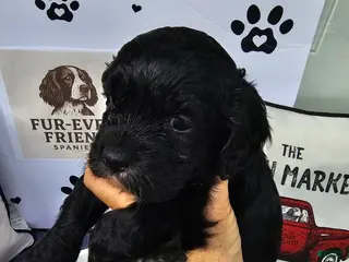 Mixed Breed dogs Girl - Ad 20