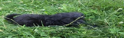 Cavapoo dogs for sale: Oreo - Ad 3