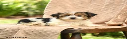 Biewer Terrier dogs for sale: Tatum - Ad 4