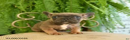 French Bulldog dogs for sale: Trax - Ad 14