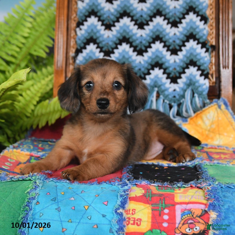 Miniature Dachshund dogs for sale: Pandora - Ad 2
