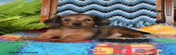 Miniature Dachshund dogs for sale: Pandora - Ad 2