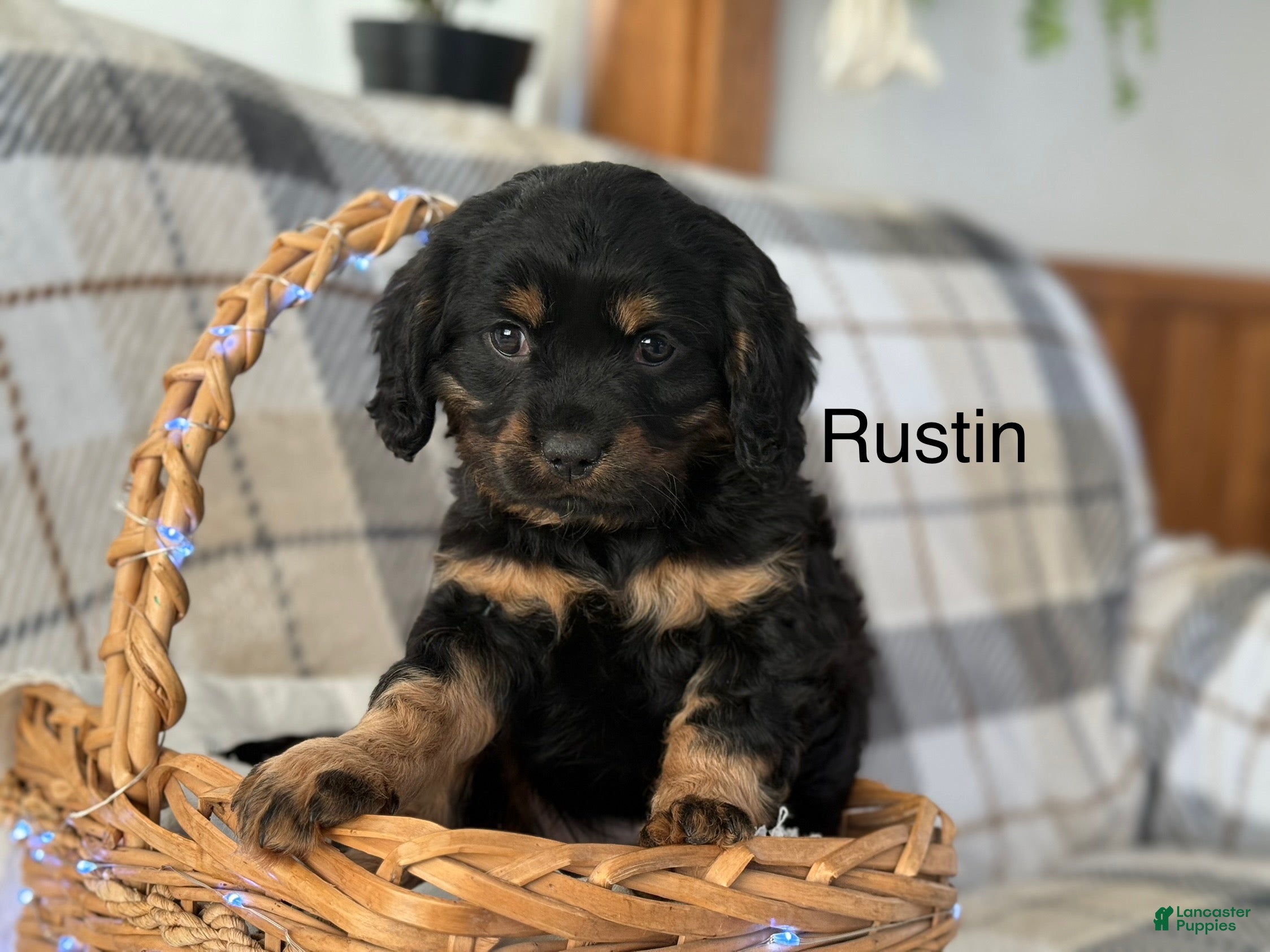 Mixed Breed dogs Rustin - Ad 38