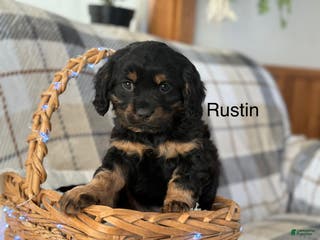 Mixed Breed dogs Rustin - Ad 23