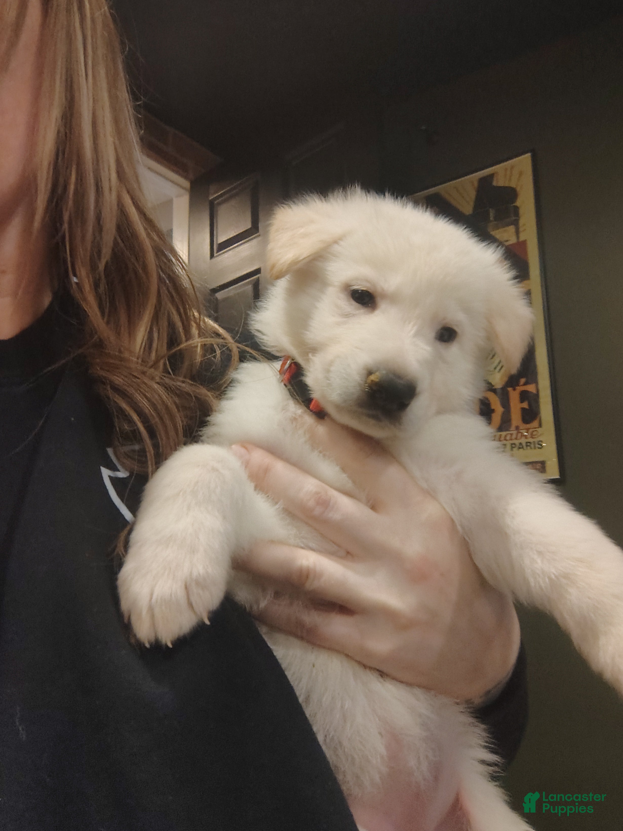 German Shepherd dogs Elsa - Ad 2